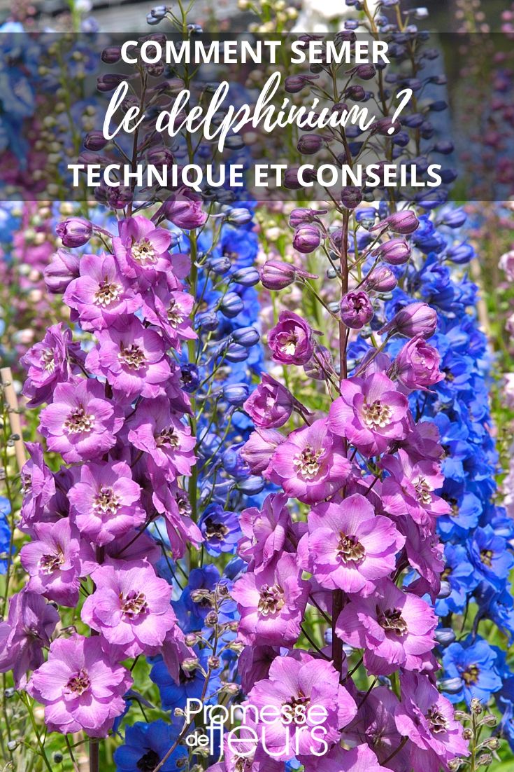 Delphinium-Aussaat
