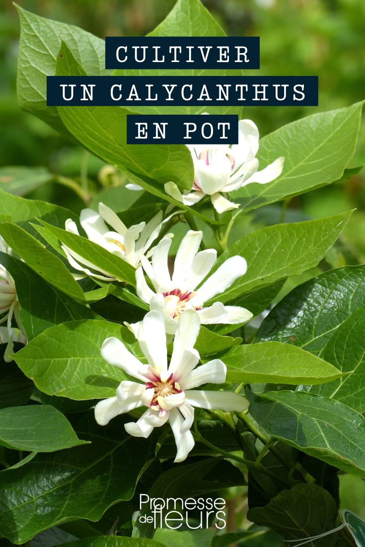 Calycanthus im Topf oder Kübel