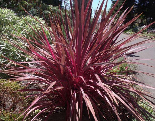 Cordyline vermehren?