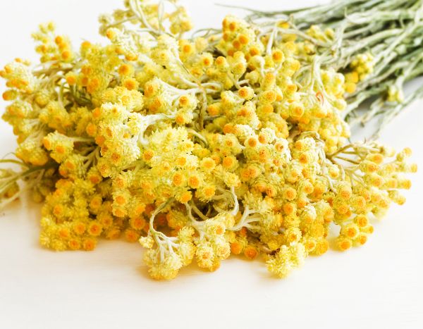 Strohblume trocknen und richtig lagern?