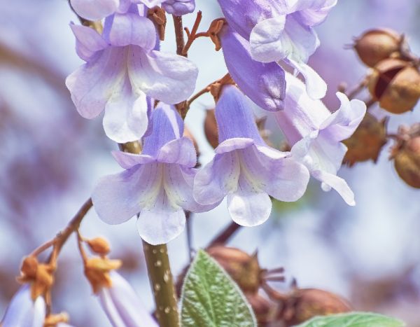 Blauglockenbaum: Zukunftsbaum für Permakultur?