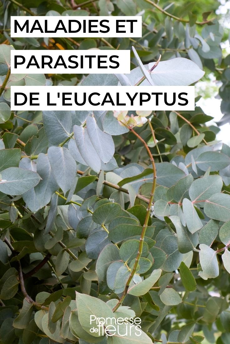Wie pflegt man einen Eukalyptus?
