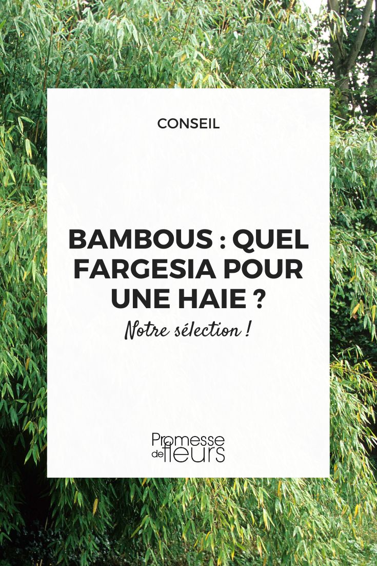 Bambushecke Fargesia