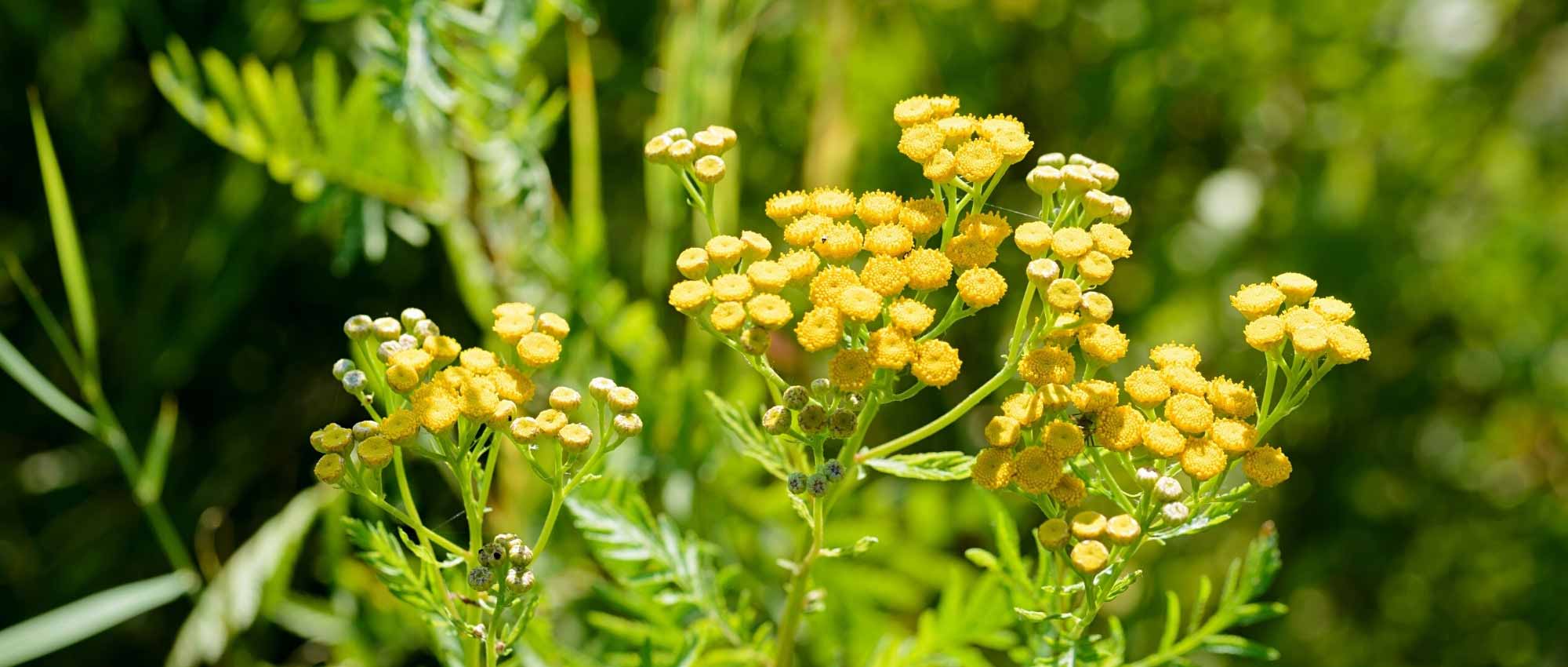Balsamkraut und seine Heilwirkung