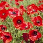 Klatsch-Mohn säen?