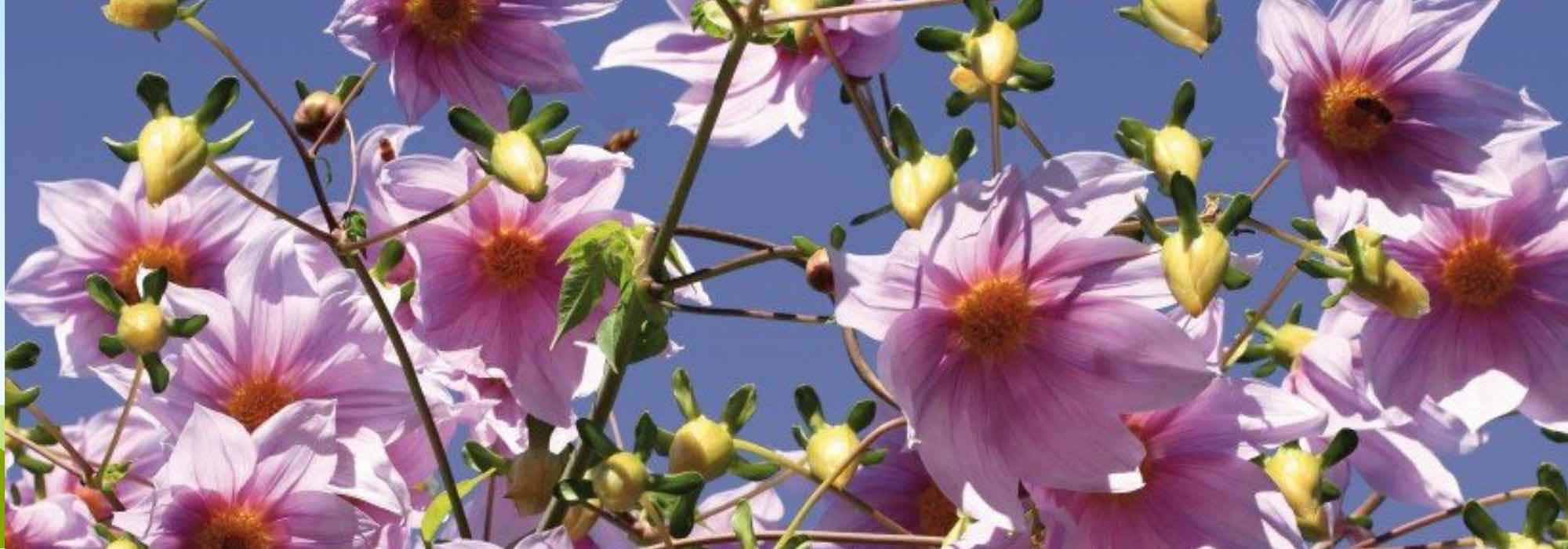5 Riesen-Dahlien fürs Beet-Hintergrundpflanzen