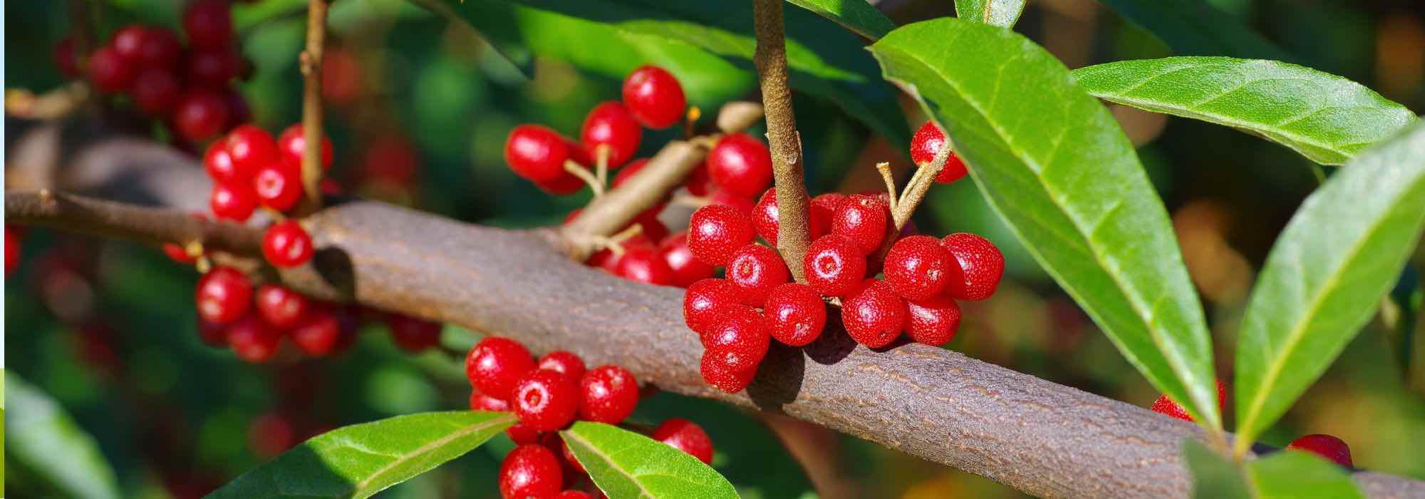 Vielblumige Ölweide anbauen: essbare Früchte