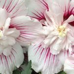 Hibiskus mit gefüllten Blüten: schönste Sorten