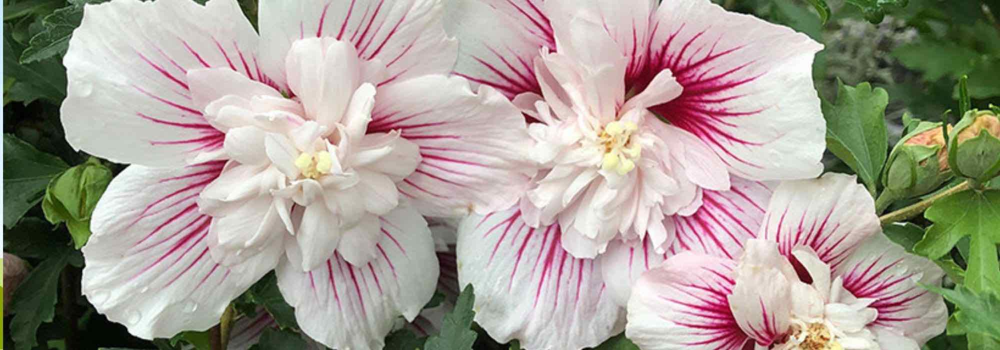 Hibiskus mit gefüllten Blüten: schönste Sorten