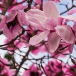 5 Magnolien mit Frühlingsblüte