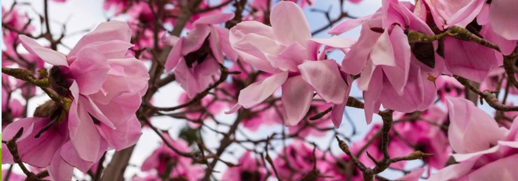 5 Magnolien mit Frühlingsblüte