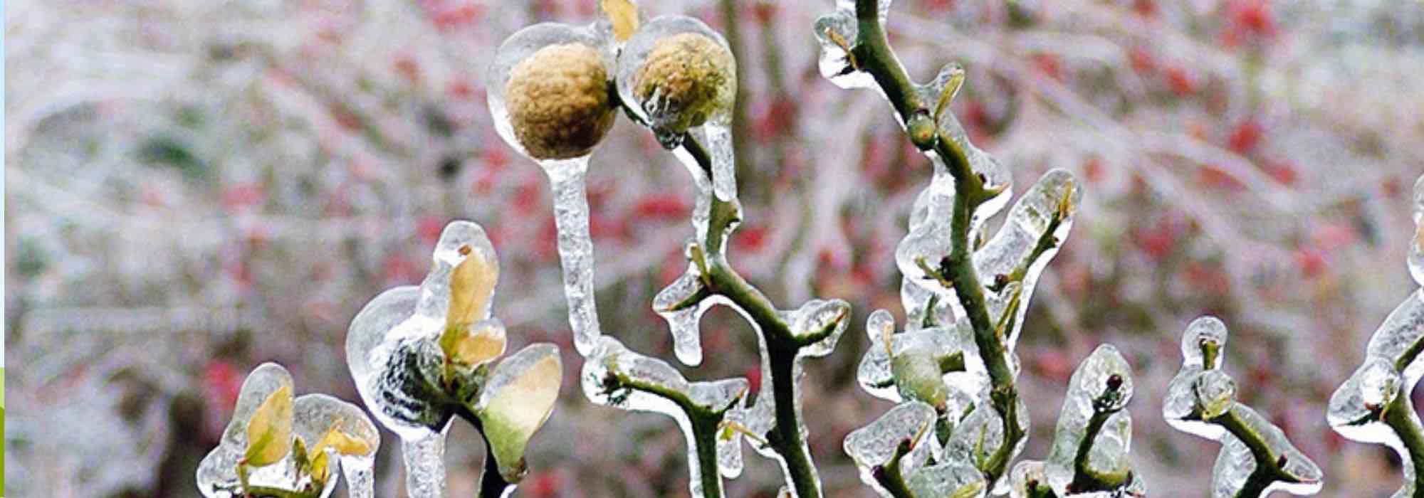 6 winterharte Zitrusfrüchte