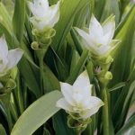 6 kostbare Frühlingsblumen