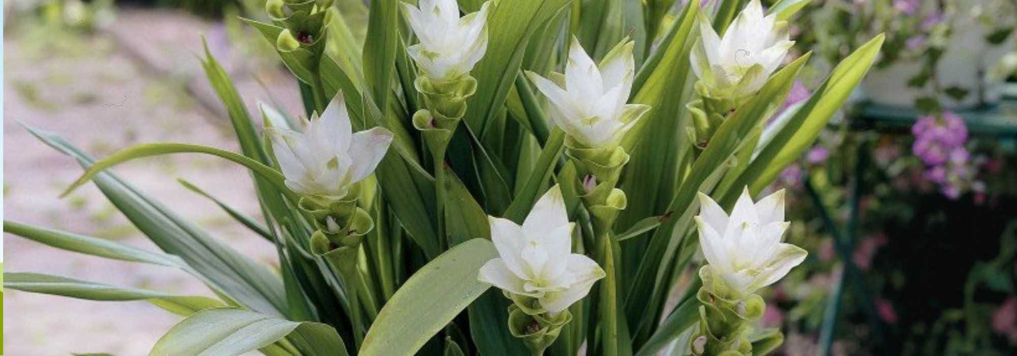 6 kostbare Frühlingsblumen