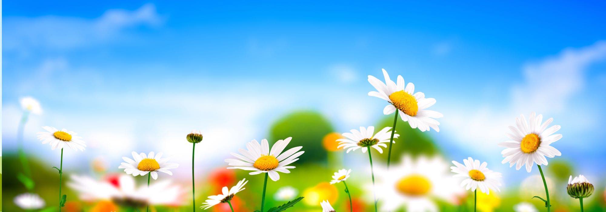 12 Heilpflanzen gegen Stress