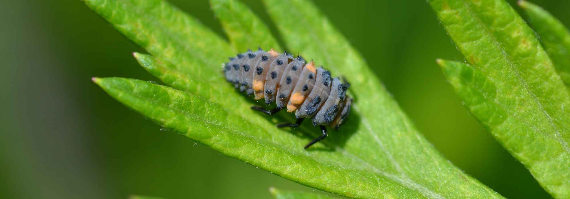 Marienkäferlarven im Garten: Wann und wie einsetzen?