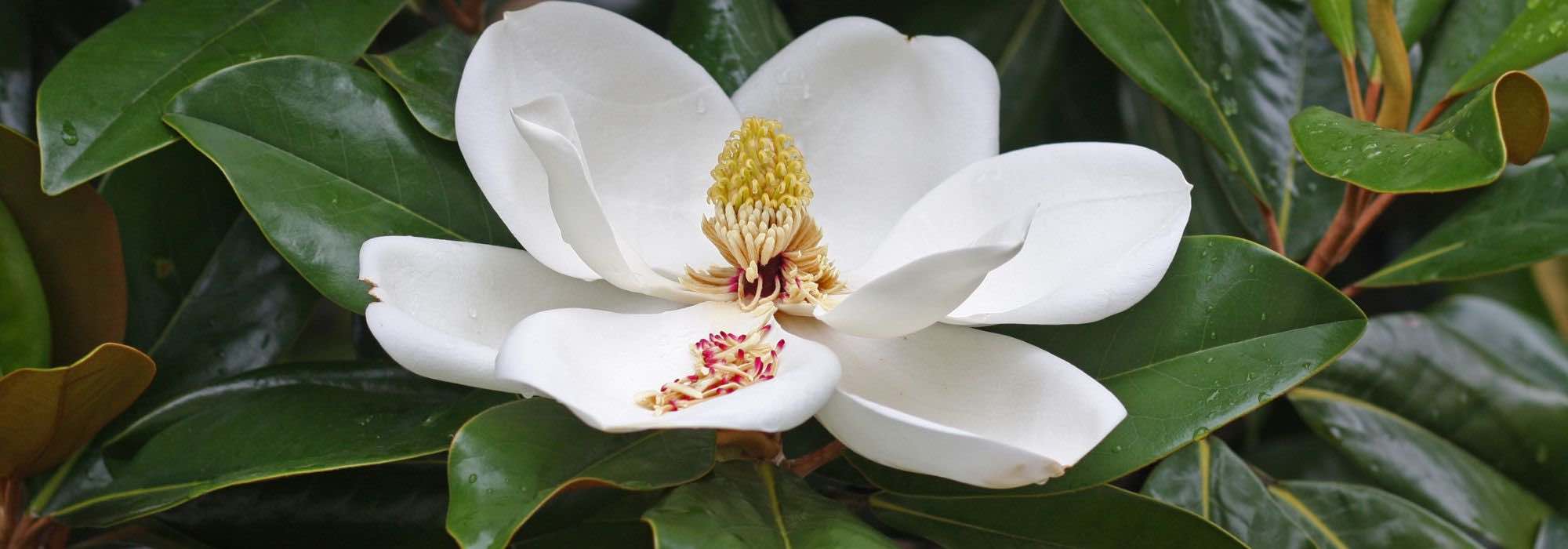 5 Magnolien mit Sommerblüte
