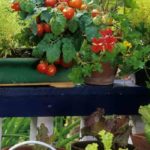 Gemüse und Obst in der Stadt anbauen: Tipps