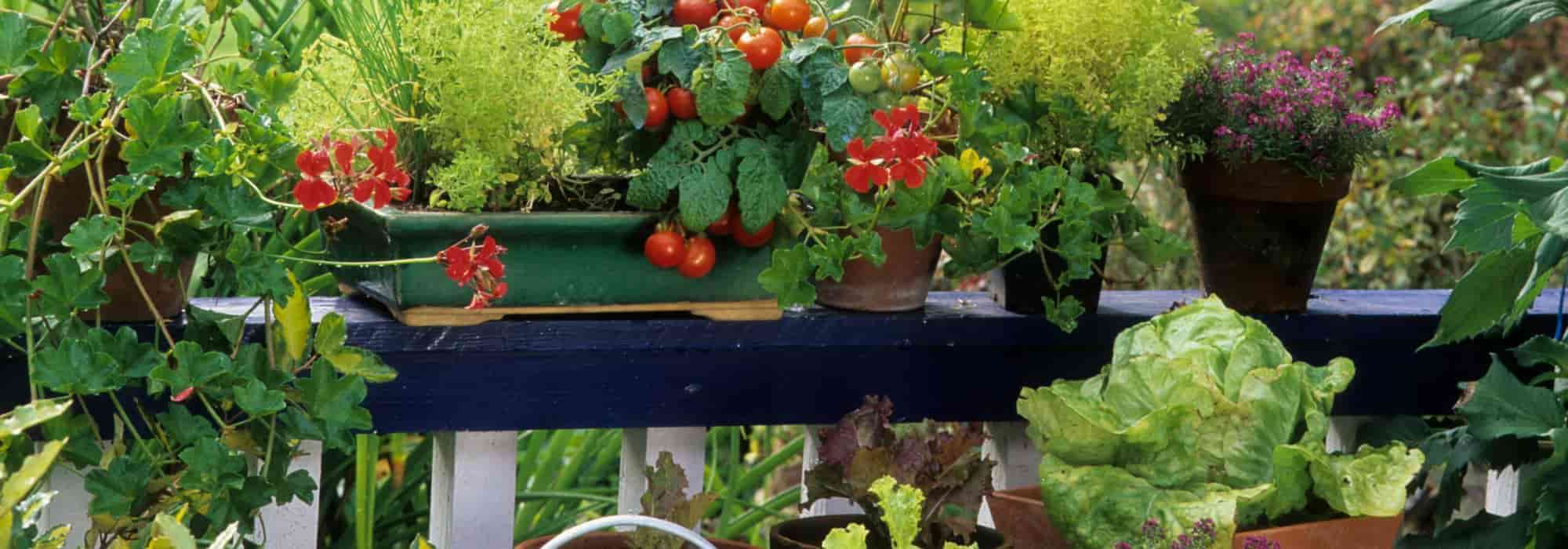 Gemüse und Obst in der Stadt anbauen: Tipps