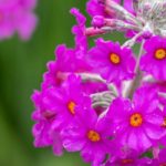 7 besondere Primeln entdecken