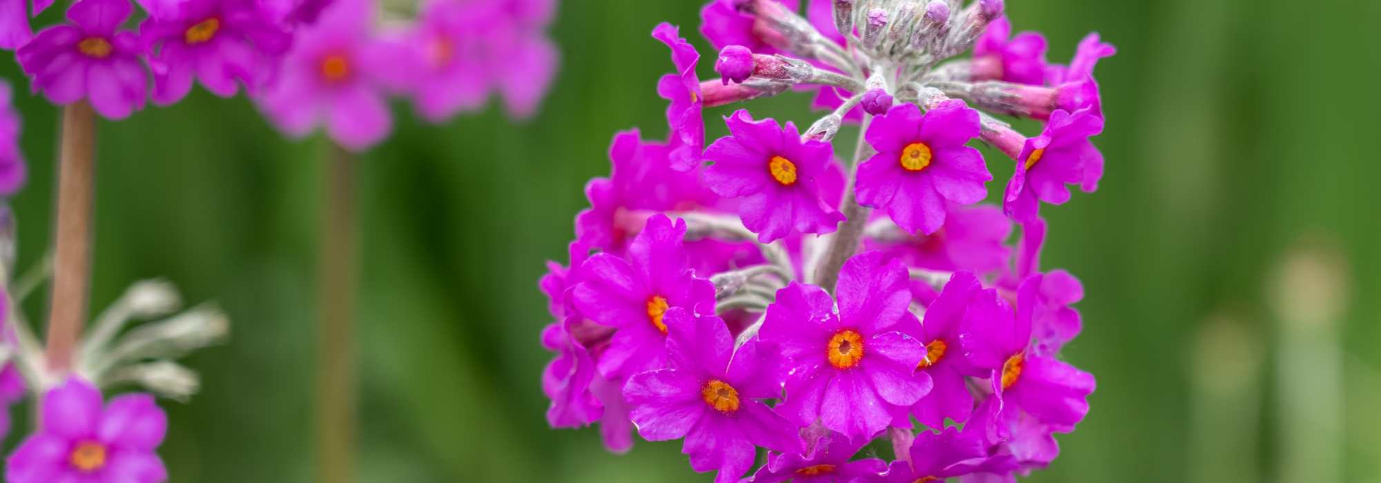 7 besondere Primeln entdecken