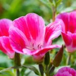 Wie sät man Clarkia?