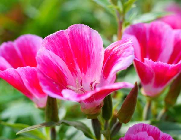 Wie sät man Clarkia?
