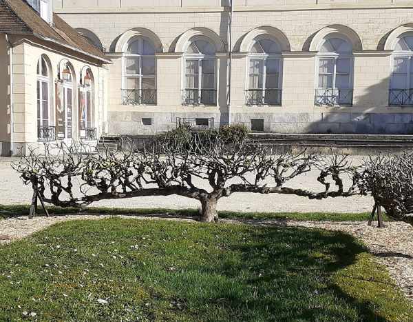 Kultur-Apfel zum Kordon erziehen?