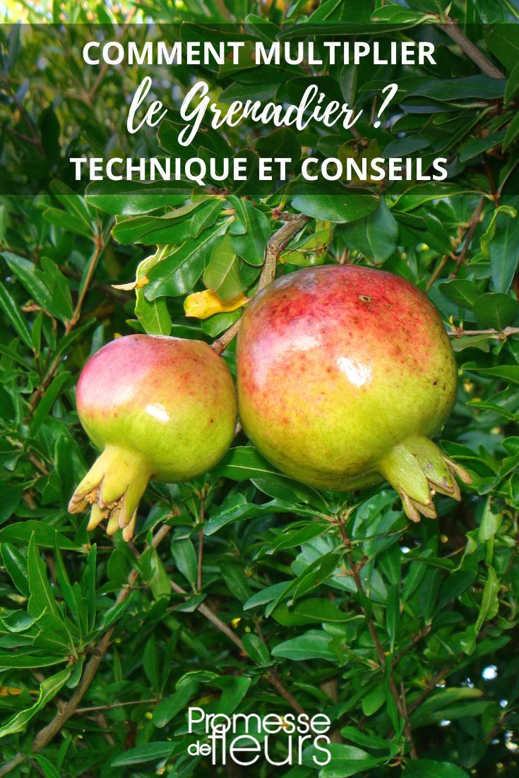 Den Granatapfelbaum (Punica granatum) aussäen und durch Stecklinge vermehren