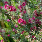 Leptospermum vermehren