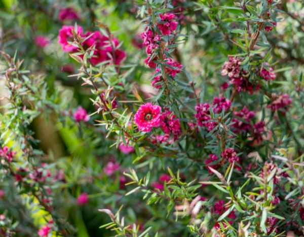 Leptospermum vermehren