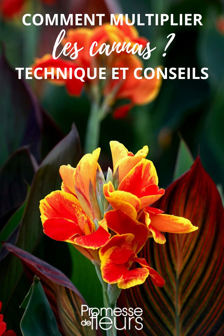 Canna teilen