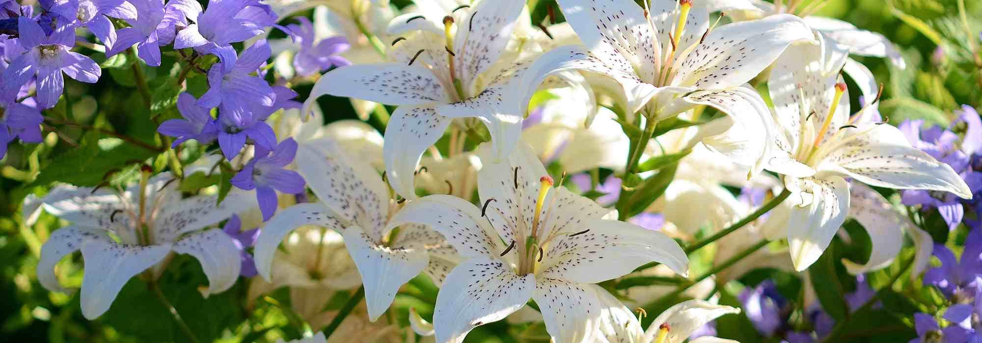 10 Tipps für prächtige Lilien