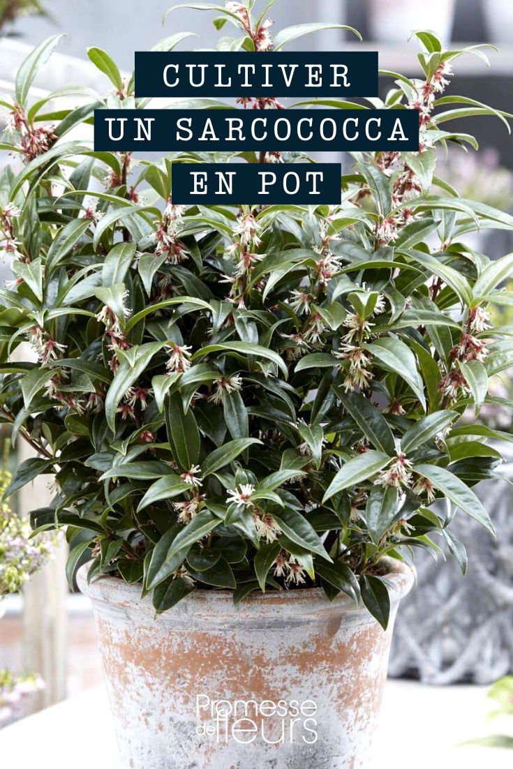 Sarcococca im Topf oder Kübel