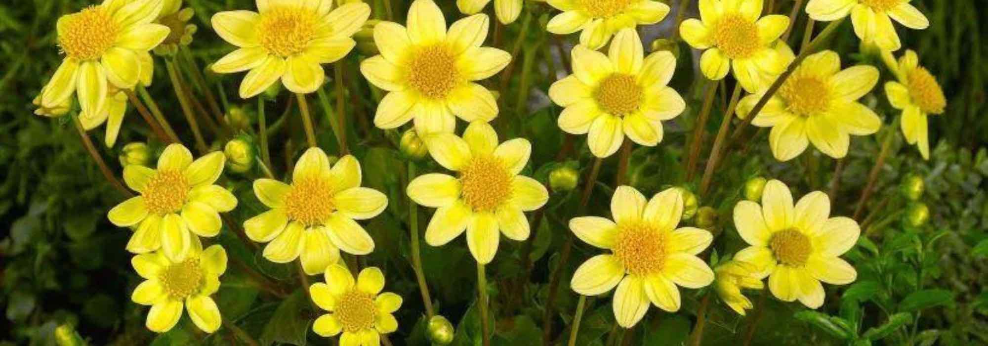 5 Dahlien für die Beetumrandung