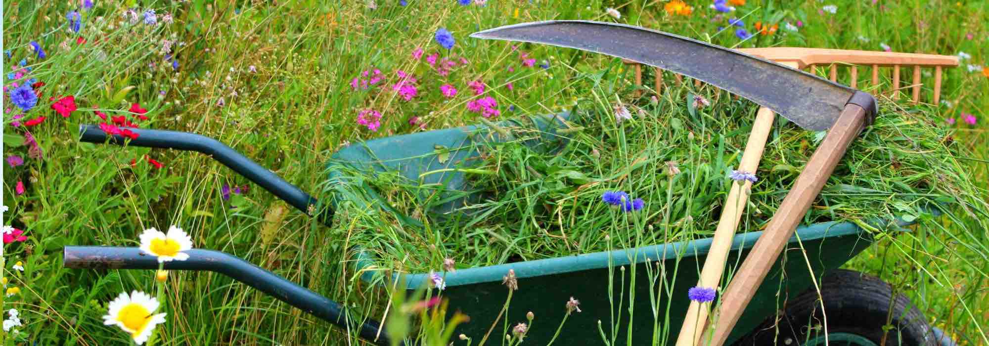 Blumenwiese oder Grünfläche mähen