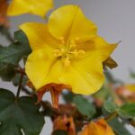 Fremontodendron: Pflanzung, Schnitt und Pflege