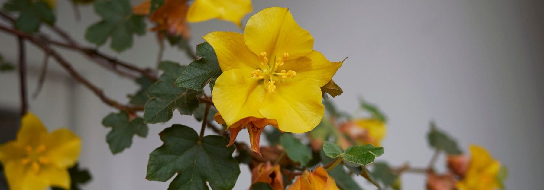 Fremontodendron: Pflanzung, Schnitt und Pflege