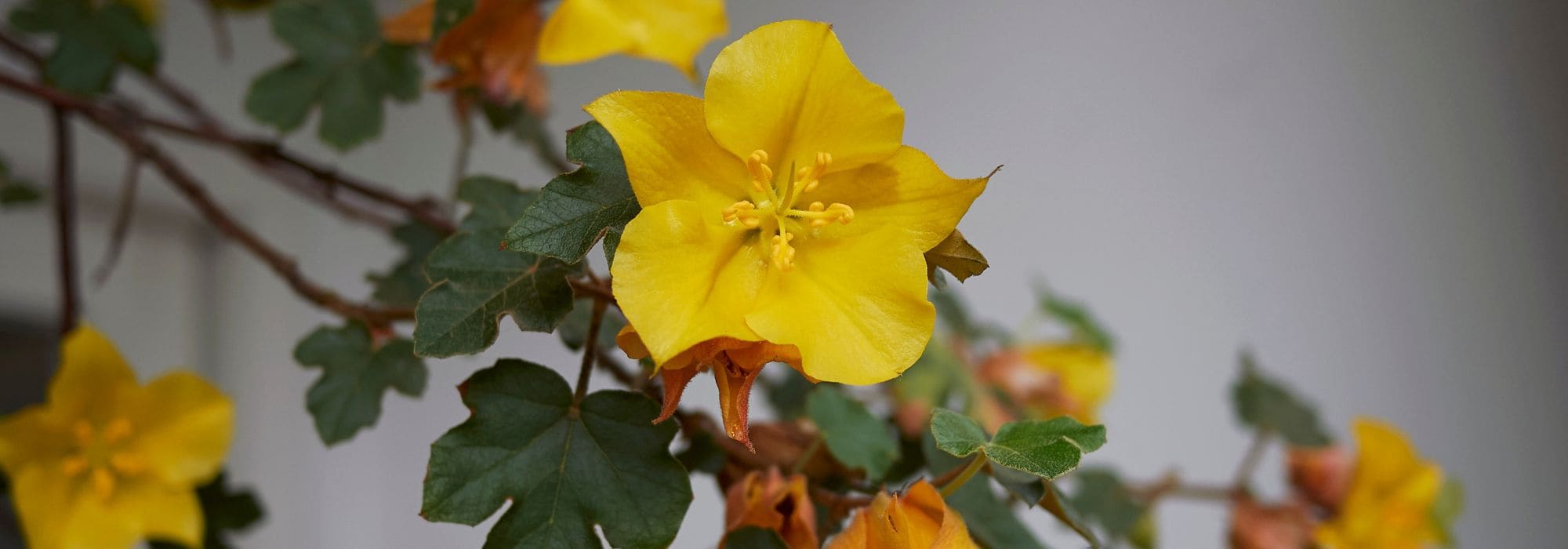**Fremontodendron: Pflanzung, Schnitt und Pflege**
Der Fremontodendron, auch bekannt als Kalifornische Flanellbusch, ist eine faszinierende Pflanze mit auffälligen gelben Blüten und samtigen Blättern. Diese robuste Pflanze gedeiht besonders gut in warmen, mediterranen Klimazonen und ist eine hervorragende Wahl für Gärten, die wenig Pflege benötigen. Hier erfahren Sie, wie Sie Ihren Fremontodendron richtig pflanzen, schneiden und pflegen.
### **Pflanzung des Fremontodendron**
1. **Standortwahl**: Wählen Sie einen sonnigen, geschützten Platz mit gut durchlässigem Boden. Der Fremontodendron verträgt keine Staunässe.
2. **Boden vorbereiten**: Lockern Sie den Boden und mischen Sie Sand oder Kies ein, um die Drainage zu verbessern.
3. **Pflanzloch**: Heben Sie ein Loch aus, das doppelt so breit und tief wie der Wurzelballen ist.
4. **Einsetzen**: Setzen Sie die Pflanze vorsichtig ein und füllen Sie das Loch mit Erde auf. Drücken Sie die Erde leicht an.
5. **Angießen**: Gießen Sie die Pflanze nach dem Pflanzen gründlich an, um den Boden zu stabilisieren.
### **Schnitt des Fremontodendron**
Der Fremontodendron benötigt nur wenig Schnitt, aber ein gelegentlicher Rückschnitt kann das Wachstum fördern und die Form verbessern:
- **Zeitpunkt**: Schneiden Sie die Pflanze im späten Winter oder frühen Frühjahr, bevor das neue Wachstum beginnt.
- **Methode**: Entfernen Sie abgestorbene oder beschädigte Äste und kürzen Sie übermäßig lange Triebe leicht ein.
- **Vorsicht**: Tragen Sie Handschuhe, da die Blätter und Stängel Hautreizungen verursachen können.
### **Pflege des Fremontodendron**
- **Bewässerung**: Gießen Sie den Fremontodendron nur mäßig, da er Trockenheit gut verträgt. Vermeiden Sie Staunässe.
- **Düngung**: Düngen Sie im Frühjahr mit einem ausgewogenen Dünger, um das Wachstum und die Blüte zu fördern.
- **Winterhärte**: In kälteren Regionen benötigt der Fremontodendron einen Winterschutz. Mulchen Sie den Boden um die Pflanze herum, um die Wurzeln zu schützen.
Mit der richtigen Pflege wird Ihr Fremontodendron zu einem beeindruckenden Blickfang in Ihrem Garten und belohnt Sie mit einer üppigen Blüte. Viel Freude mit dieser außergewöhnlichen Pflanze!