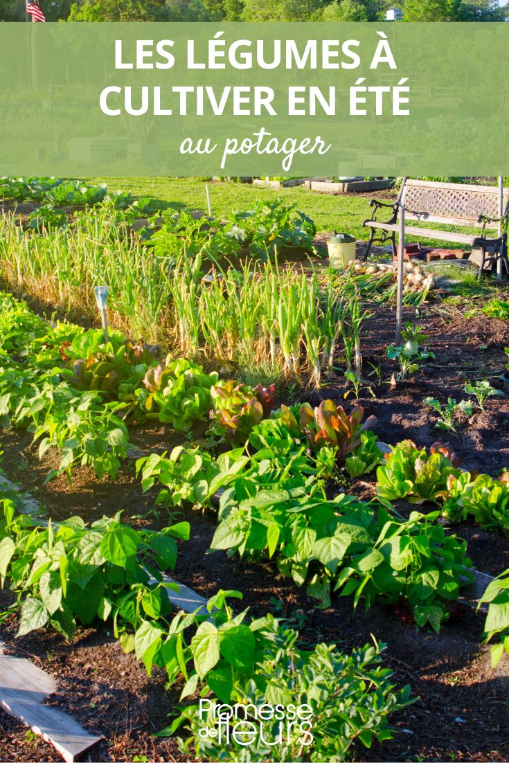 Gemüsegarten Sommergemüse
