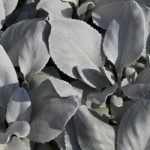 Senecio: Pflanzung und Pflege