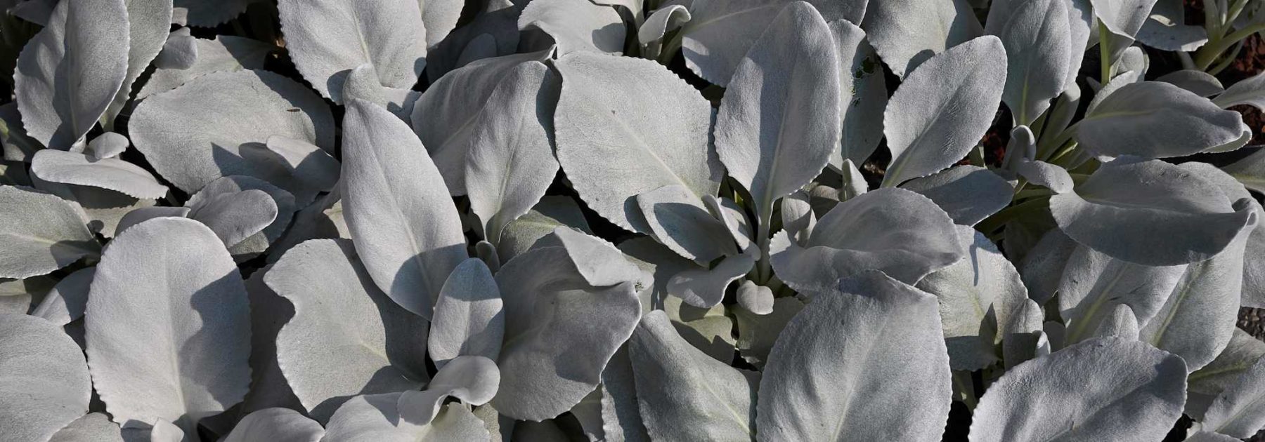 Senecio: Pflanzung und Pflege