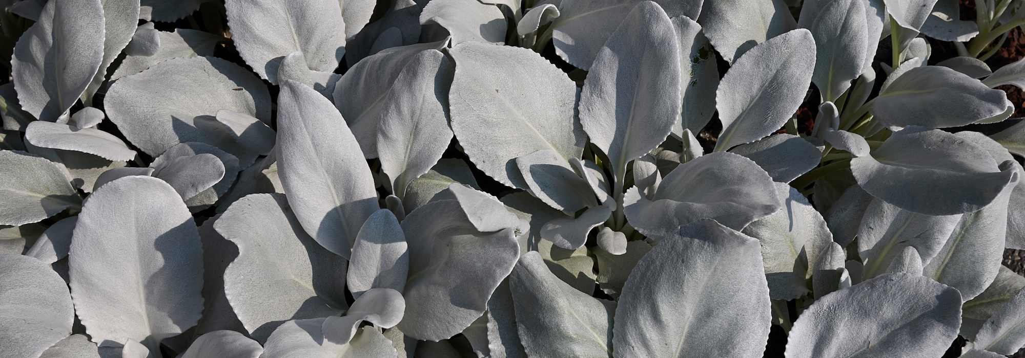 Senecio: Pflanzung und Pflege