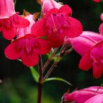 Penstemon auswählen