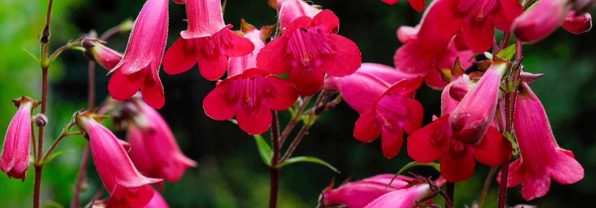 Penstemon auswählen