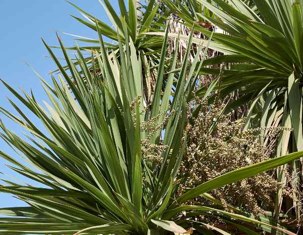 Cordyline durch Stecklinge vermehren