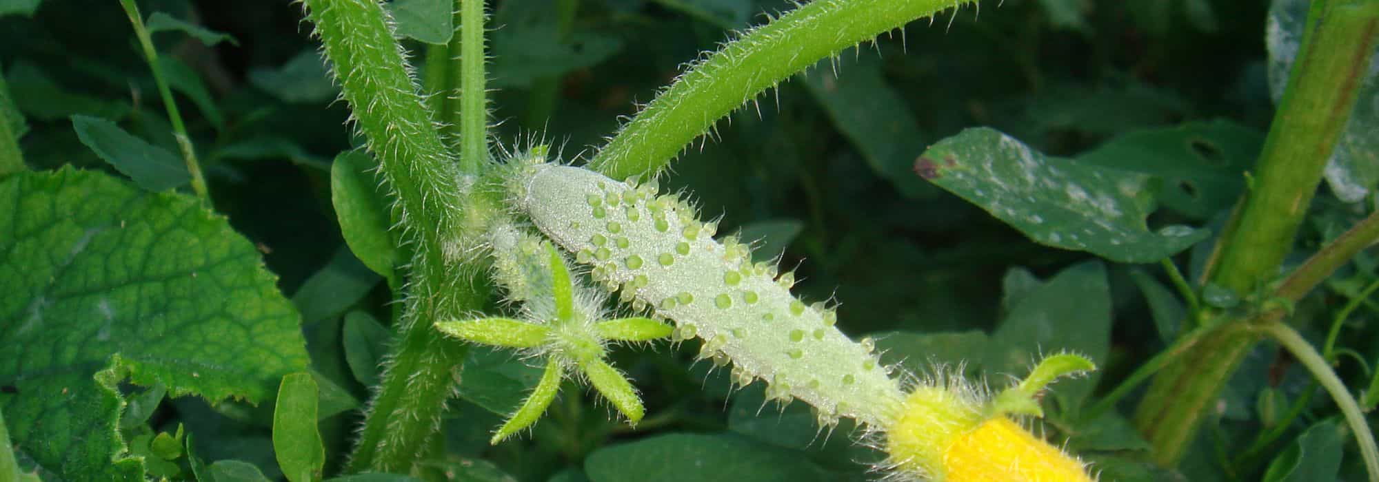 Krankheiten und Parasiten von Gurke und Einlegegurke