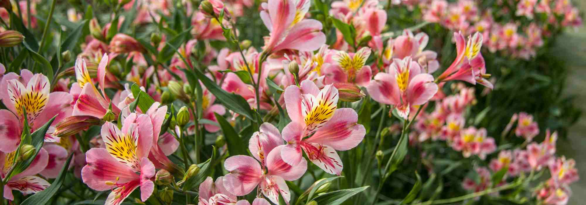 Langlebige Blumen und Blattschmuck für Sträuße