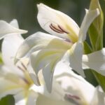 7 weiß blühende Gladiolen