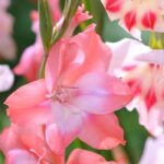 7 rosa blühende Gladiolen